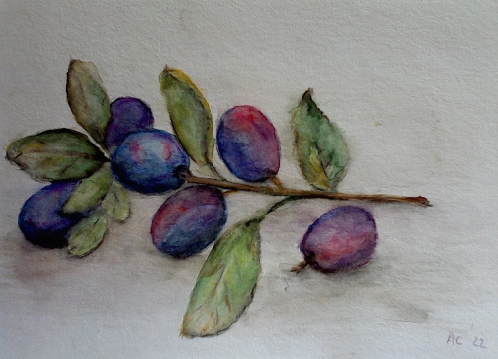 Aquarell Olivenzweig