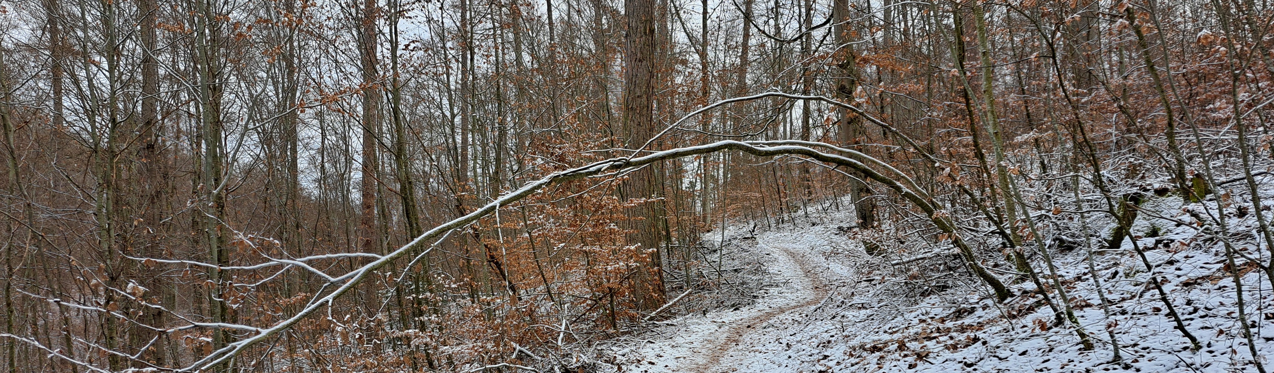 Foto Winterwald